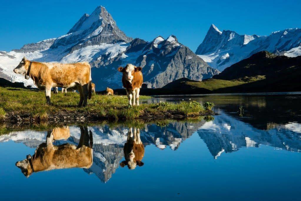 Superior Apartment 100M2 Bodmisonne - Grindelwald Exteriör bild